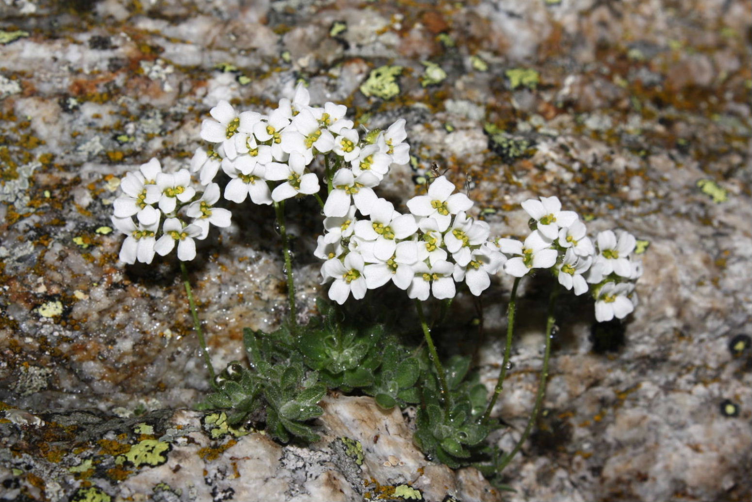 Brassicacea: Draba sp.